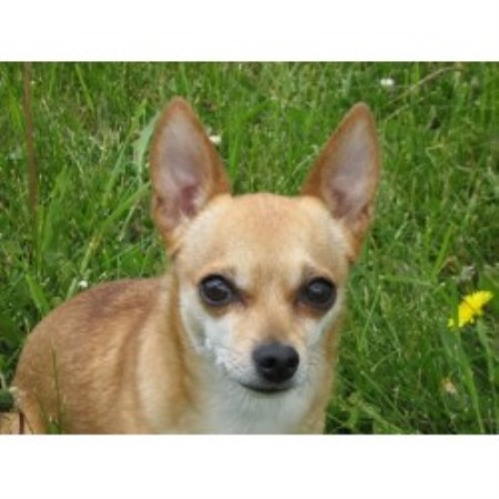 Chihuahua Breeder in Beaverlodge, Alberta