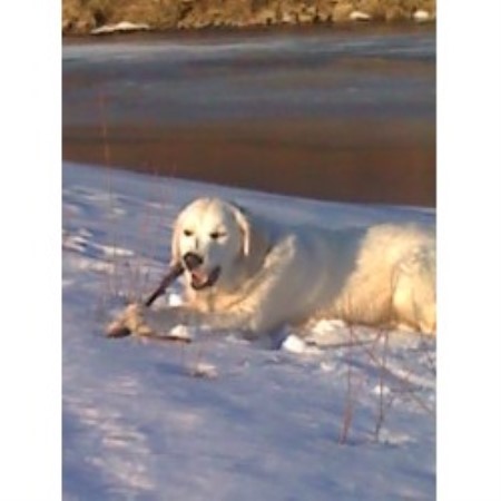 Goldendoodle Breeder in Galeton, Pennsylvania