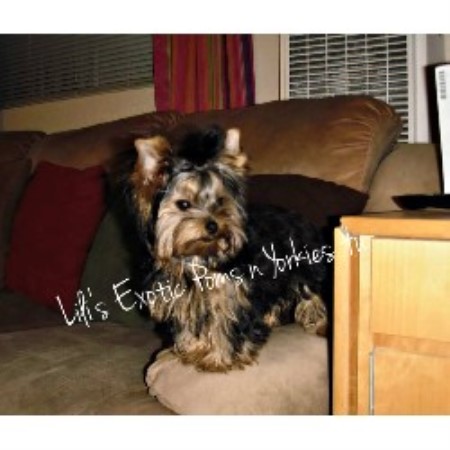 Yorkie breeder in Fresno, California
