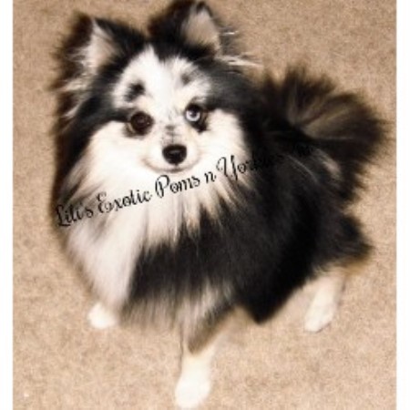 free puppies fresno ca lili s poms n yorkies 4u terrier breeder free puppies fresno ca lili s poms n yorkies 4u terrier breeder