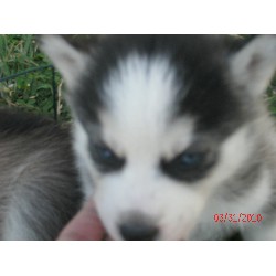 Siberian Husky Breeder in Siloam Springs, Arkansas