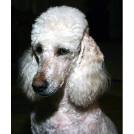 Poodle Standard Breeder in Gowen, Michigan