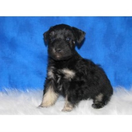 Miniature Schnauzer Breeder in Gate City, Virginia