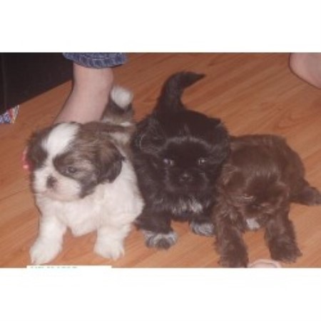 shih tzu breeders southern california corrine s shih tzu s shih tzu breeder in altona manitoba shih tzu breeders southern california corrine s shih tzu s shih tzu breeder in altona manitoba