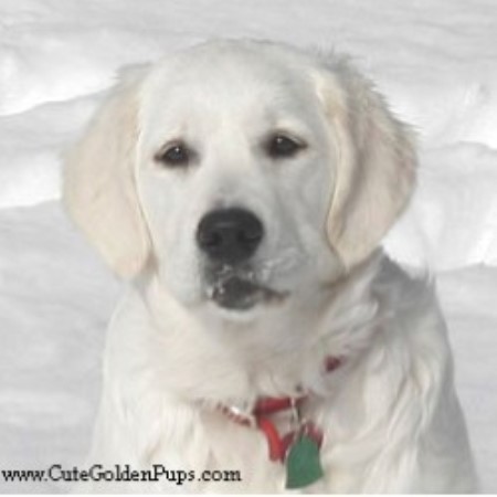 golden retriever breeder nj golden retriverers akc golden retriever breeder in newton new jersey listing id golden retriever breeder nj golden retriverers akc golden retriever breeder in newton new jersey listing id