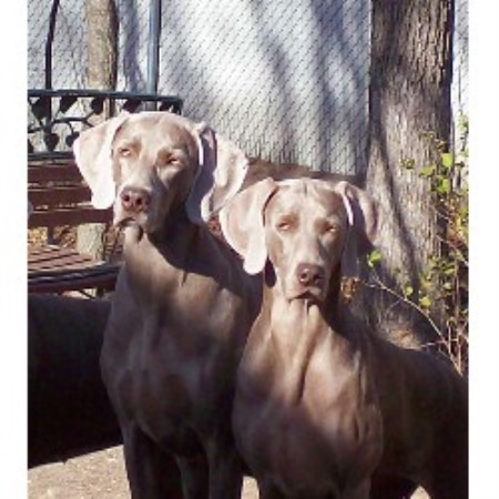 Weimaraner Breeder in Slinger, Wisconsin