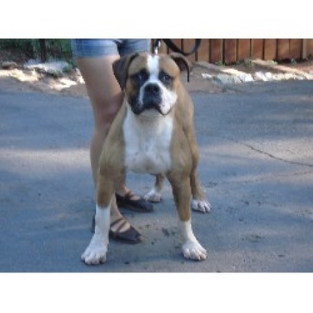 American Bulldog Breeder in Paradise, California
