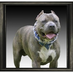 American Pit Bull Terrier Stud in South Carolina