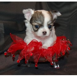 Chihuahua Breeder in West Plains, Missouri