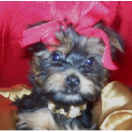 Silky Terrier Breeder in Carrier Mills, Illinois