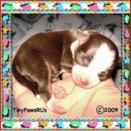 Chihuahua Breeder in Corpus Christi, Texas
