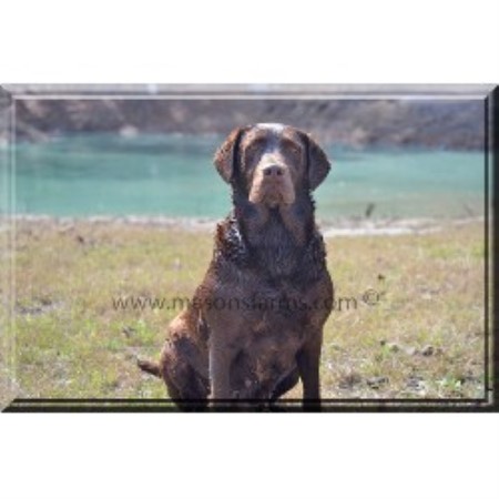 lab puppies sc farms labrador retriever breeder in moncks corner south carolina lab puppies sc farms labrador retriever breeder in moncks corner south carolina