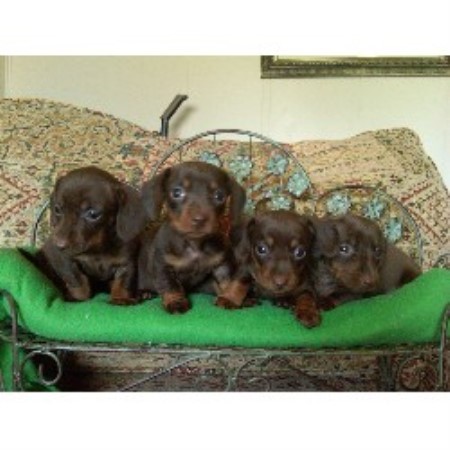Dachshund Breeder in Waynesboro, Mississippi