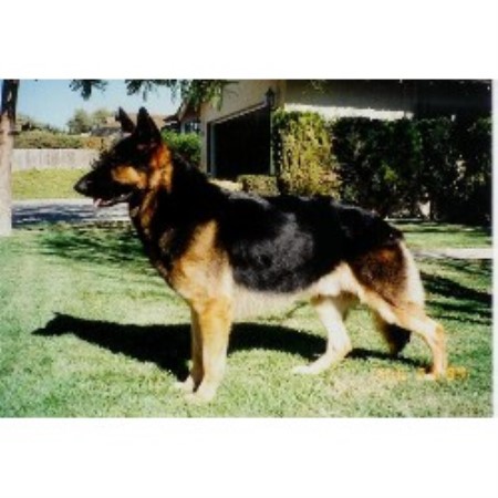 German Shepherd Dog Breeder in Big Bear Lake, California