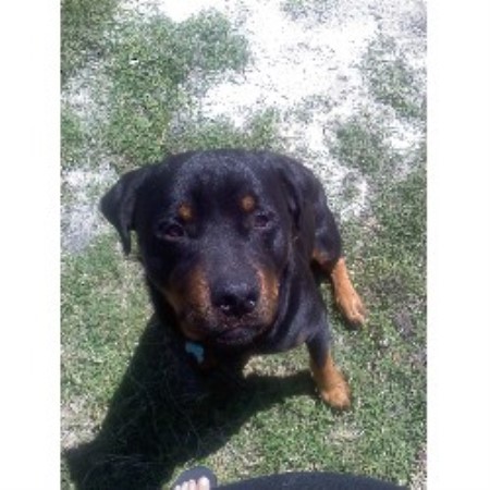 rottweiler breeders south florida s rottweiler s rottweiler breeder in port florida rottweiler breeders south florida s rottweiler s rottweiler breeder in port florida