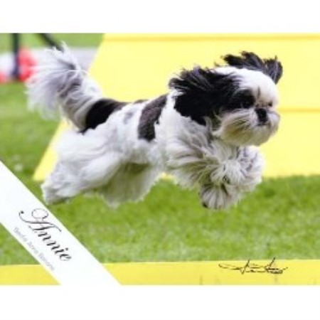 shih tzu rescue wisconsin shih tzu club of wisconsins fox valley shih tzu rescueclub in breeds picture shih tzu rescue wisconsin shih tzu club of wisconsins fox valley shih tzu rescueclub in breeds picture