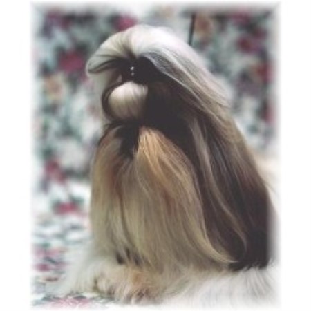 shih tzu rescue central florida shih tzu club of wisconsins fox valley shih tzu rescueclub in breeds picture shih tzu rescue central florida shih tzu club of wisconsins fox valley shih tzu rescueclub in breeds picture