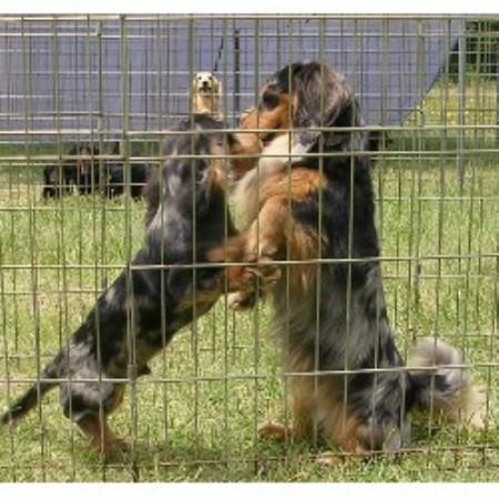 dachshund puppies sc triniti chion miniature dachshunds dachshund breeder in woodruff south carolina dachshund puppies sc triniti chion miniature dachshunds dachshund breeder in woodruff south carolina