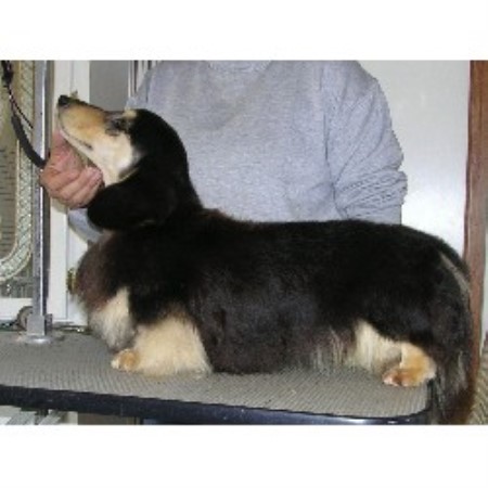 Dachshund Breeder in Woodruff, South Carolina