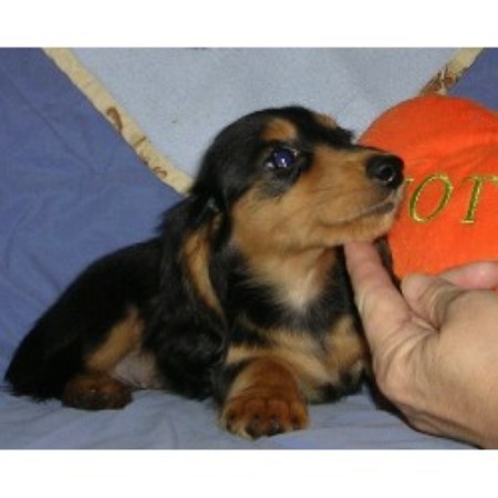 free puppies sc triniti chion miniature dachshunds dachshund breeder in woodruff south carolina free puppies sc triniti chion miniature dachshunds dachshund breeder in woodruff south carolina