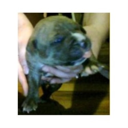 American Pit Bull Terrier Breeder in Princeton, Indiana