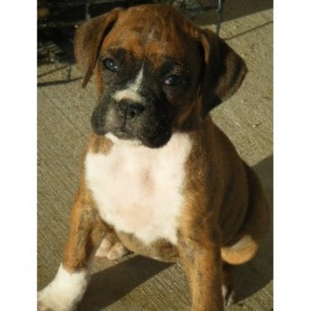 boxer puppies california antonio boxer breeder in twentynine palms california listing id 15756 boxer puppies california antonio boxer breeder in twentynine palms california listing id 15756