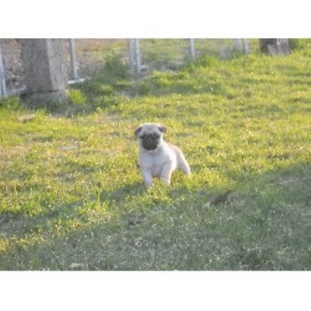 pug breeders in maine brook ridge farm pug breeder in cushing maine listing id 15757 pug breeders in maine brook ridge farm pug breeder in cushing maine listing id 15757