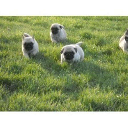 pug puppies for sale in maine brook ridge farm pug breeder in cushing maine listing id 15757 pug puppies for sale in maine brook ridge farm pug breeder in cushing maine listing id 15757