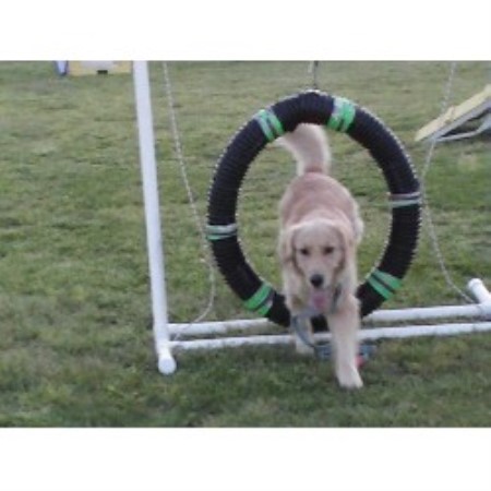 Golden Retriever Breeder in Virginia Beach , Virginia