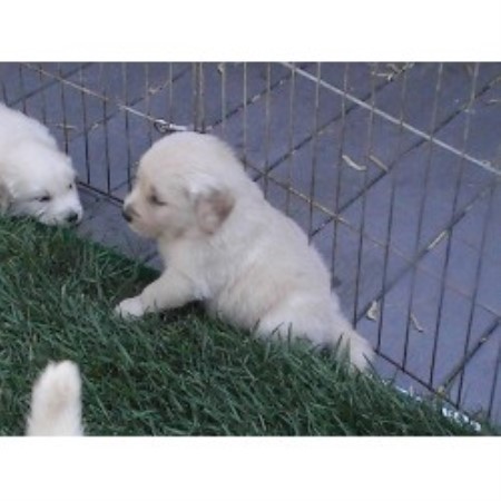 golden retriever breeders va carova goldens golden retriever breeder in virginia virginia golden retriever breeders va carova goldens golden retriever breeder in virginia virginia