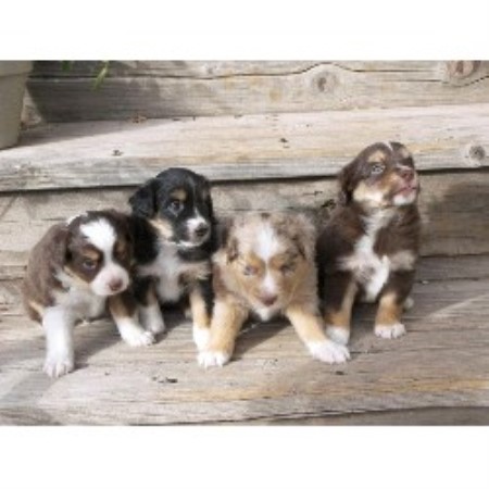 Miniature Australian Shepherd Breeder in Mcarthur, California