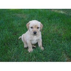Labrador Retriever Breeder in Caldwell, Idaho