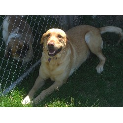 Labrador Retriever Breeder in Gallatin County, Montana