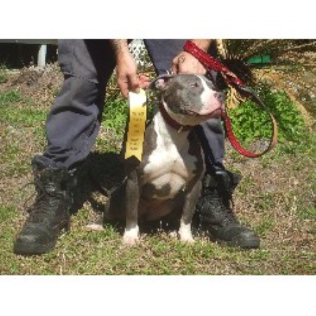 American Pit Bull Terrier Breeder in Webster, Florida