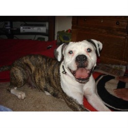 bulldog puppies florida jacksondawgs american bulldog breeder in pensacola florida listing id 15782 bulldog puppies florida jacksondawgs american bulldog breeder in pensacola florida listing id 15782
