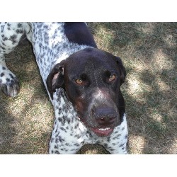 German Shorthaired Pointer Stud in Michigan