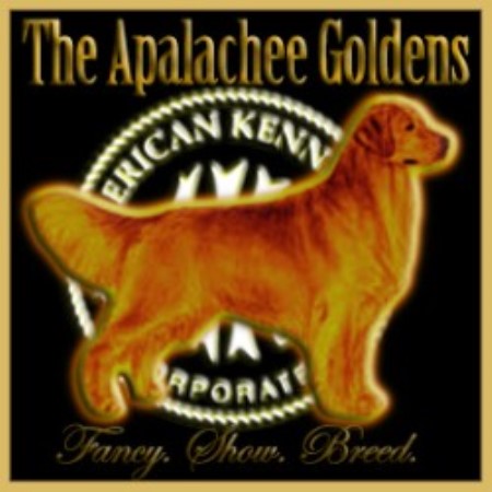 Golden Retriever Breeder in Horseheads, New York
