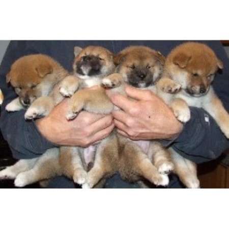 shiba inu puppies michigan wright s shiba inu shiba inu breeder in springport michigan listing id 15789 shiba inu puppies michigan wright s shiba inu shiba inu breeder in springport michigan listing id 15789