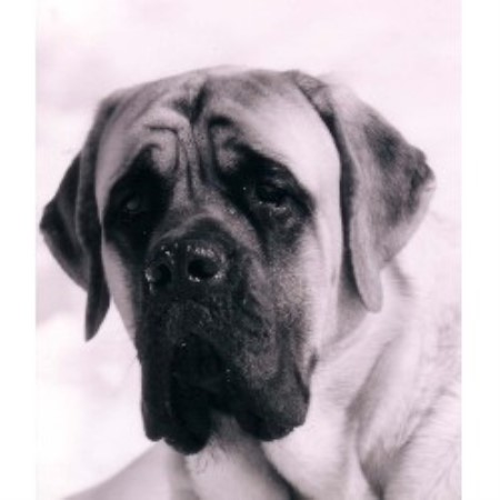 Mastiff Breeder in Zephyr, Ontario