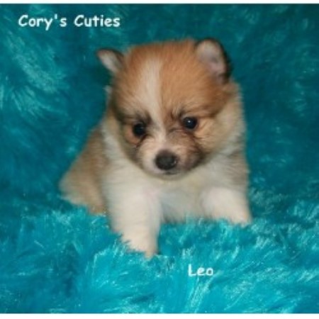 pomeranian rescue missouri pomeranian breeder in elkland missouri listing id 15815 pomeranian rescue missouri pomeranian breeder in elkland missouri listing id 15815