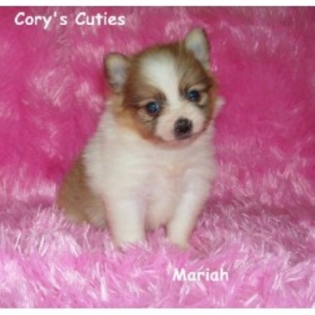 pomeranian breeders in missouri pomeranian breeders in missouri freedoglistings pomeranian breeders in missouri pomeranian breeders in missouri freedoglistings