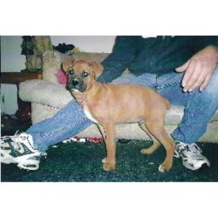 Boxer Breeder in Elkland, Missouri