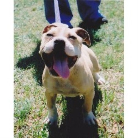 American Pit Bull Terrier Breeder in Anderson, South Carolina