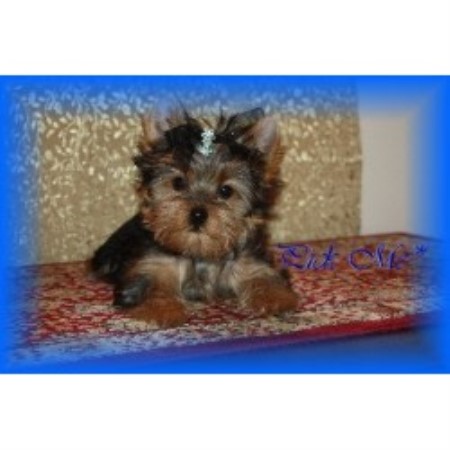 Yorkshire Terrier Breeder in Mountain Home, Texas