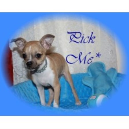 Chihuahua Breeder in Mountain Home, Texas