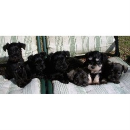 Miniature Schnauzer Breeder in Jackson, Georgia
