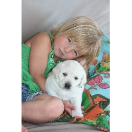 Labrador Retriever Breeder in Steinbach, Manitoba