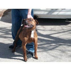 American Pit Bull Terrier Breeder in Bridger, Montana