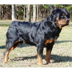 Rottweiler Breeder in Beulaville, North Carolina