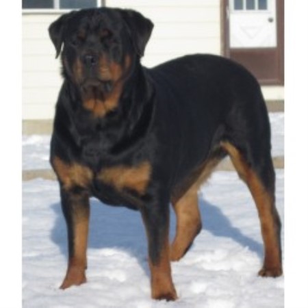 alberta rottweiler rescue hat creek registered rottweilers rottweiler breeder in strathmore alberta alberta rottweiler rescue hat creek registered rottweilers rottweiler breeder in strathmore alberta